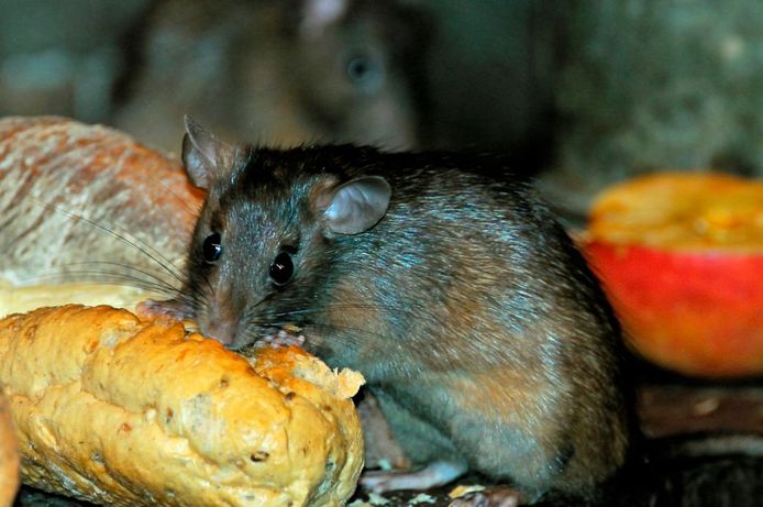 Muizen in huis kunnen erg vervelend zijn. Ze verspreiden ziektes.