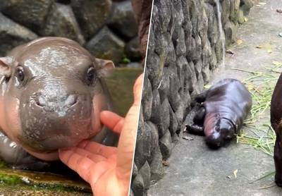 WATCH. Baby Hippo Moo Deng from Thai Zoo Goes Viral on Social Media, But Pays the Price: “Visitor Behavior is Cruel and Dangerous”