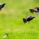 Natuurorganisaties gaan met boeren plan maken voor herstel biodiversiteit