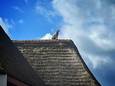 De jonge labrador zit op het dak van een woning