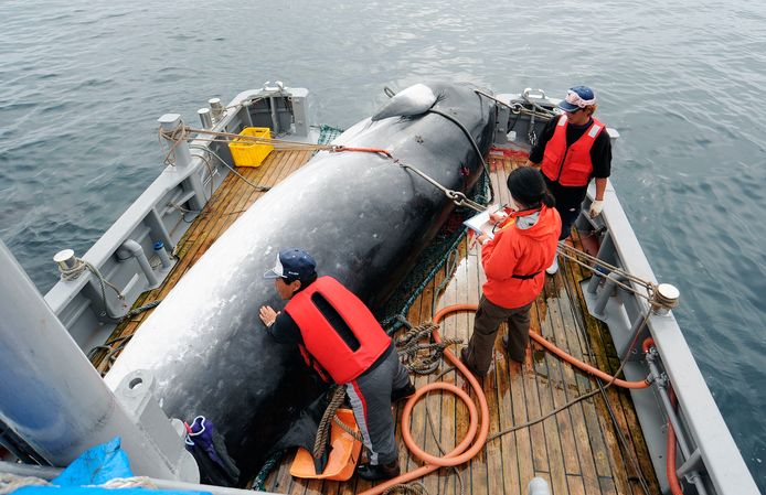 Een walvis gevangen “voor wetenschappelijk onderzoek” op een Japans schip in 2013.