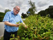 Raadslid uit Albergen strijdt al drie jaar tegen agressieve planten