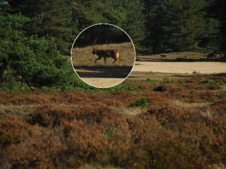 Vier wolven gespot in drie maanden tijd
