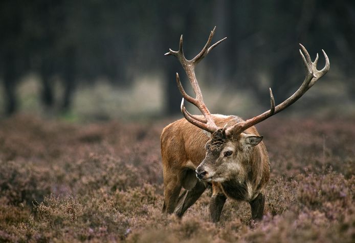 Beeld ter illustratie.