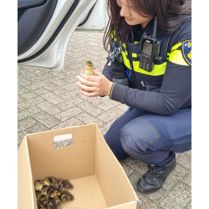 Een agente van de Amsterdamse politie ontfermt zich over de geredde jonge eendjes