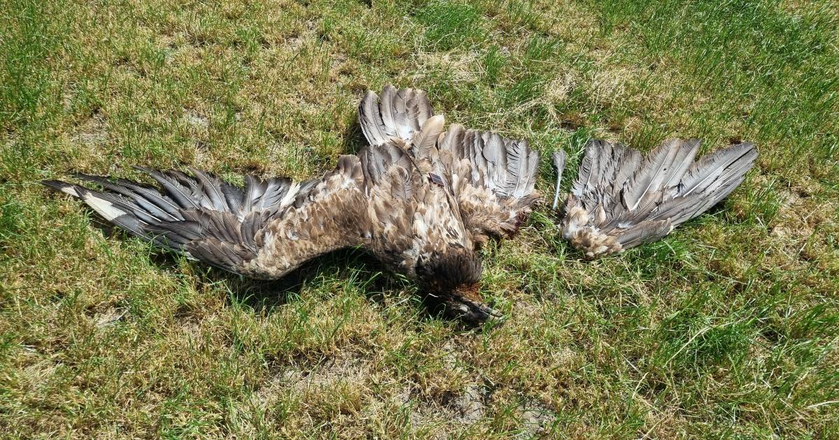 Zeldzame lammergier verongelukt door botsing met windmolen in Zeewolde: ‘Vleugel doormidden gehakt’.