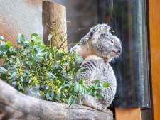 Eerste koala's in Nederland krijgen klimbomen met verwarming: ‘Ze slapen ongeveer 20 uur op een dag en zijn de overige 4 uur aan het eten’ 