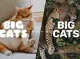 Red een grote kat, geef uw dikke kat minder eten