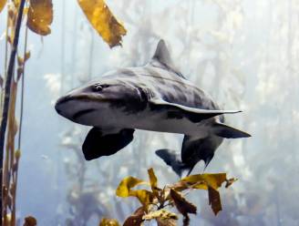 Honderden dode haaien spoelen aan in San Francisco