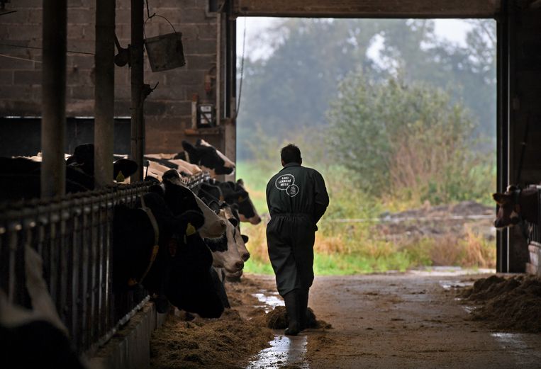 Veehouder Hans Houbraken overweegt de overstap naar akkerbouw. ‘Maar melkvee levert me drie keer meer op per hectare dan aardappelen, uien en bieten. Daar mag wat tegenover staan.’ Beeld Marcel van den Bergh / de Volkskrant