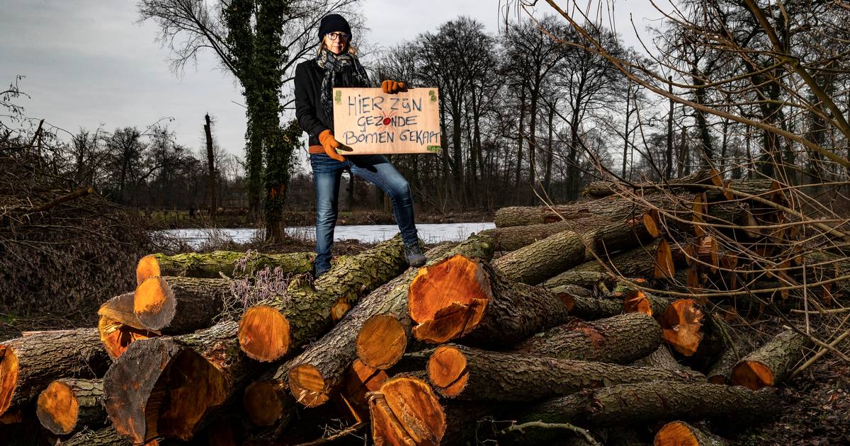 Deventer kapt alweer met milder kapbeleid: bomen - ook gezonde - gaan voortaan eerder neer