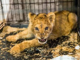 Leeuwenwelp aangetroffen in appartement in Parijse banlieue