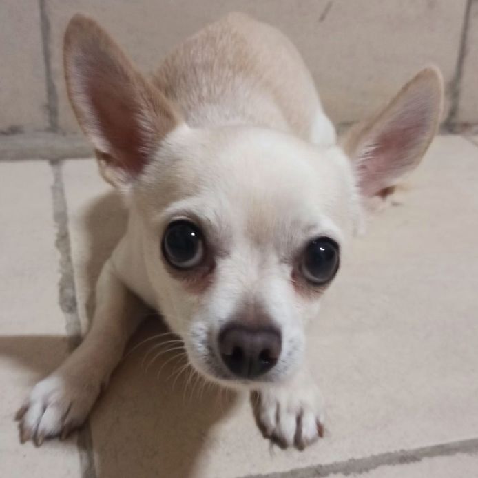 Le propriétaire du chihuahua menaçait de le tuer, car il faisait ses besoins à l'intérieur.