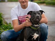 Politie vergoedt kosten van door agenten mishandelde hond Tommy: dier heeft ook kapot gebit