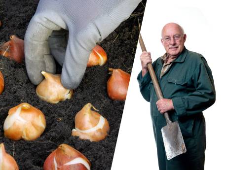 Schoenketen Dungelmann met vestiging en hoofdkantoor aan