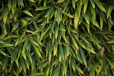 Met deze bamboe, Japans of niet, kun je een mooie haag maken
