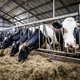 Belgische supermarkten verkochten melkproducten van mishandelde koeien