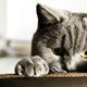 Libelle's Dierenspreekuur: "Hoe zorg ik dat mijn kat niet meer aan de bank krabt?"
