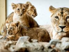 Speelse leeuwenwelpjes verkennen nieuwsgierig hun verblijf in Blijdorp