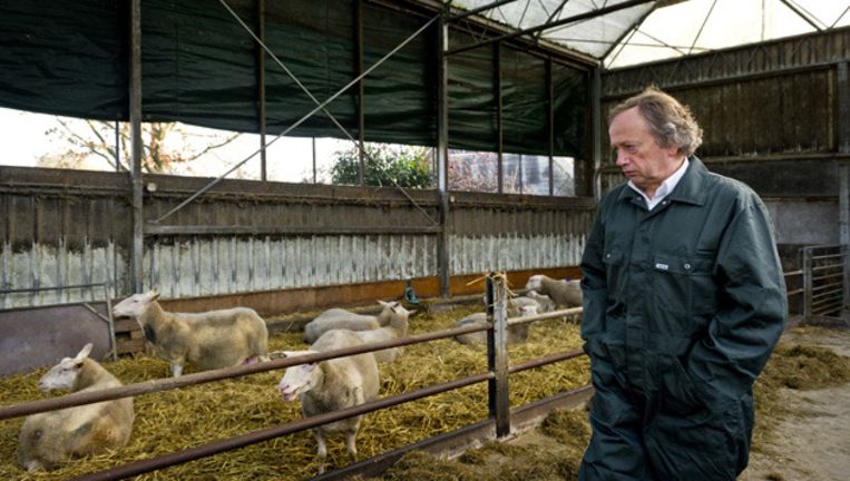 Staatssecretaris Henk Bleker bezoekt een schapenhouder in Zwolle. © ANP Beeld 