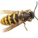 Bioloog: nog meer wespen in aantocht, maar pas op met verdelgen