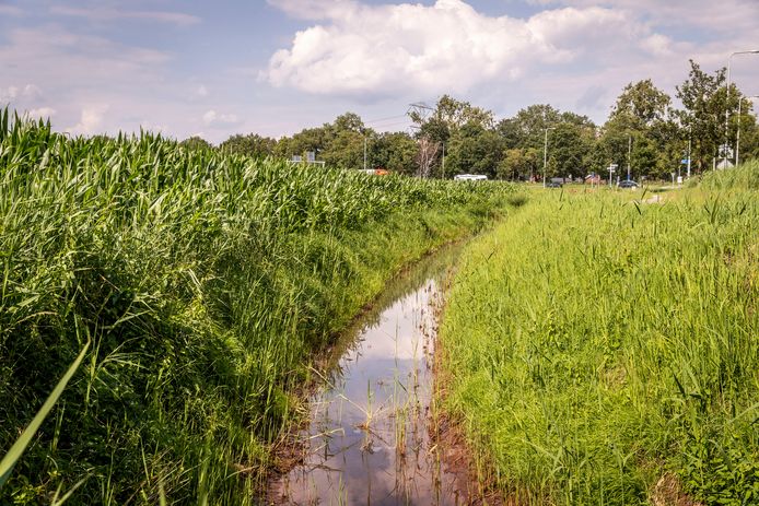 Een sloot tussen landbouwgrond in de buurt van Someren. Oppervlaktewater kan vervuild raken door meststoffen.