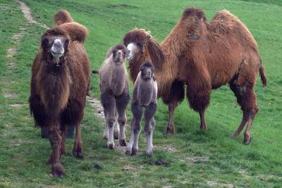 Vrees voor kamelen en zebra’s in Neerkantse tuin is onterecht, vindt gemeente