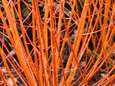 Zorg voor wat kleur in de wintertuin met deze knotwilgen