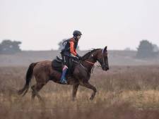 Een marathon van 160 kilometer door de woestijn: ‘Zo snel mogelijk rijden, zonder het paard uit te putten’
