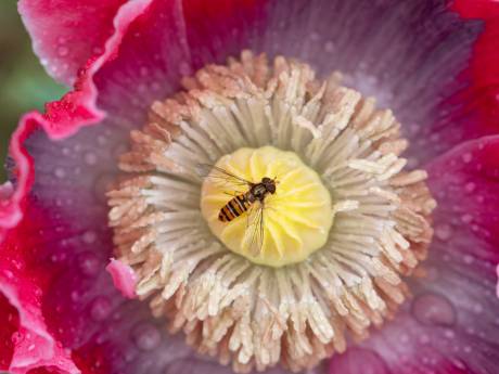 Bloemetjes en bijtjes: bekijk insecten eens van heel dichtbij