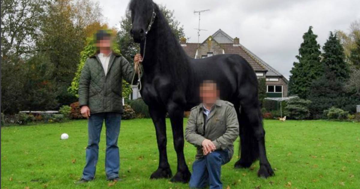 Kwaadaardige tumor Kosciuszko Leuk vinden Wie is paardenman Jan B. die grootste cocaïnewasserij van Nederland in zijn  manege had? | Binnenland | AD.nl