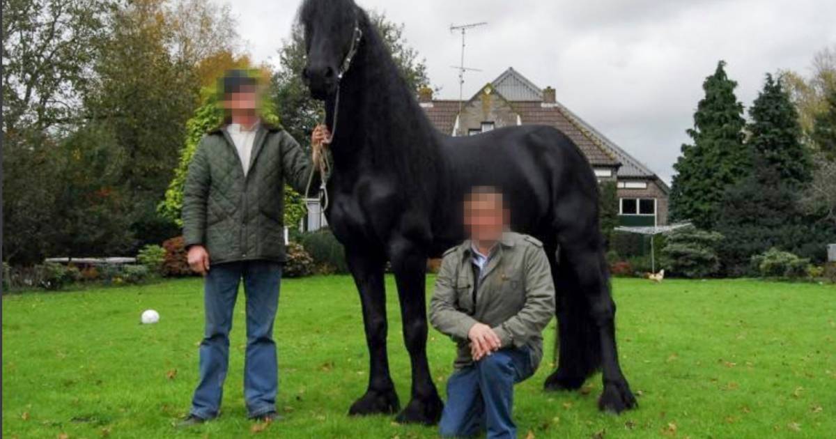 Wie Is Paardenman Jan B Die De Grootste Cocainewasserij Van Nederland In Zijn Manege Had Binnenland Gelderlander Nl