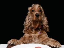 De hond hapte de steak dankbaar weg en wachtte geduldig op meer