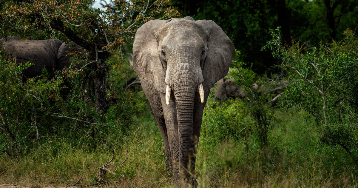 levend stel voor Verschrikkelijk Olifanten trappen stroper dood in Zuid-Afrika | Dieren | hln.be