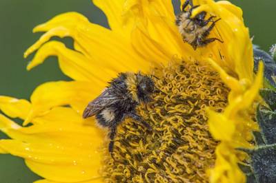 Le déclin des populations d'abeilles menace la sécurité alimentaire mondiale