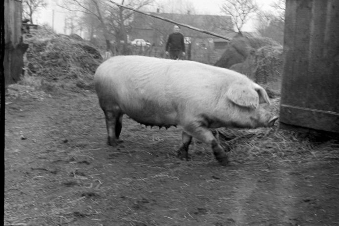 Oude tijden herleven via de foto's in het verzamelalbum over de historie van Berkel-Enschot: vroeger was een eigen varken heel gewoon, zoals hier op een erf van een woning aan 't Hoekske