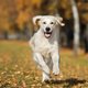 Lease eens een hond