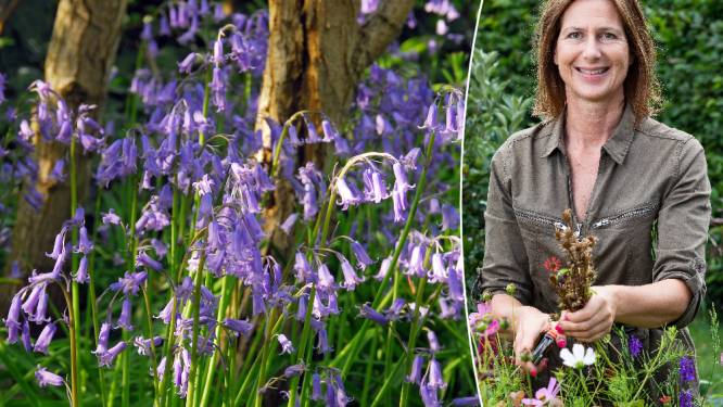 Ook dol op die betoverende boshyacinten? Zo maak je van je tuin een beetje Hallerbos