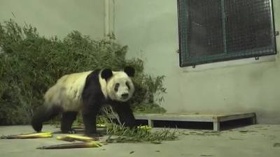 Une femelle panda retourne en Chine après 20 ans aux États-Unis