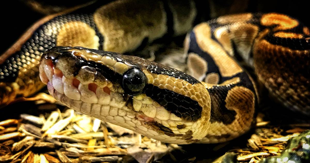 Vijf meter lange python slokt vrouw op in Indonesië | Buitenland | hln.be