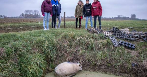 Kinderen redden vastzittend schaap uit koud water Wijk en Aalburg