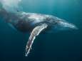 Verzuring verandert oceanen stilaan in lawaaierig café: hoe dramatisch is dit voor dieren zoals de walvis? 