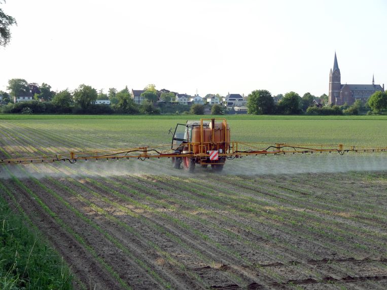 Mais pesticiden mei 2014 nabij Reuver. Beeld ANP