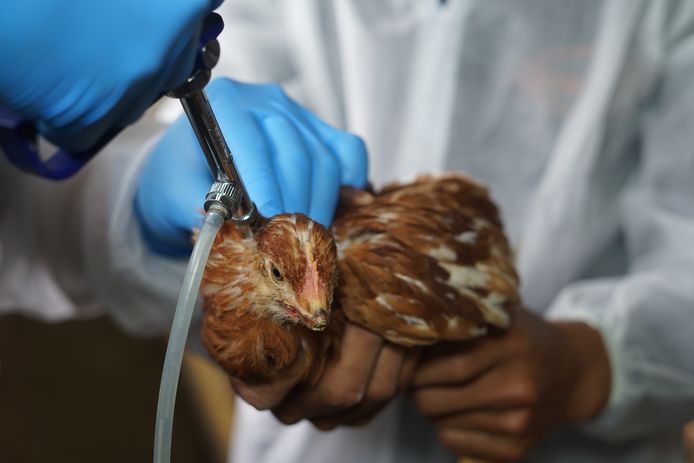 Een kip wordt begin deze maand gevaccineerd tegen de vogelgriep in Ecuador.