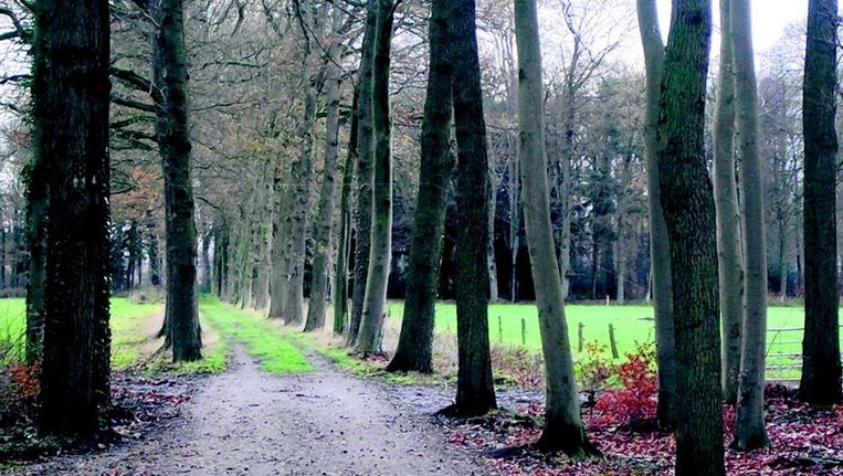 Landgoed Spyckerbosch, bij Blokland. Beeld 