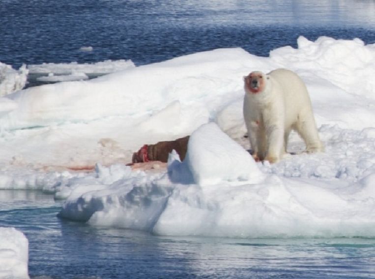 Een ijsbeer heeft zijn maaltijd te pakken: een walrus. Beeld Brett Thornton