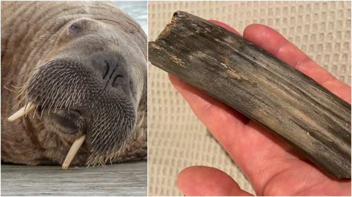 Filip Vandenbruwane trof er een fossiele tand van een walrus, het derde exemplaar ooit gevonden op een Belgisch strand.