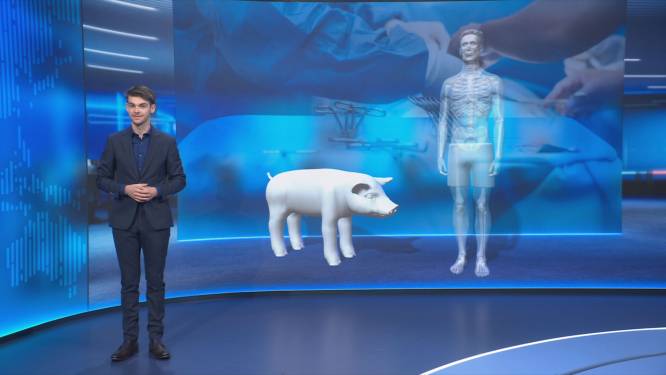 Vrouw ontvangt donornier van varken: hoe werkt dat? Wetenschapsexpert Martijn Peters legt uit