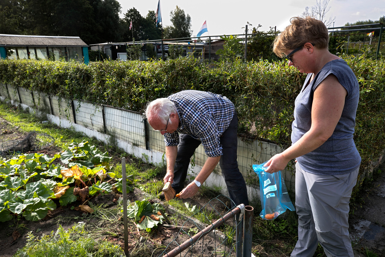 Albert Klarenberg van onderzoeks- en adviesbureau Tritium (l) en Tessa Pancras verzamelen wortels in de moestuinen aan de Sluisdijk in Helmond.