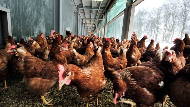 Brabant koopt pluimveehouder uit, andere piekbelaster haakt op laatste moment af